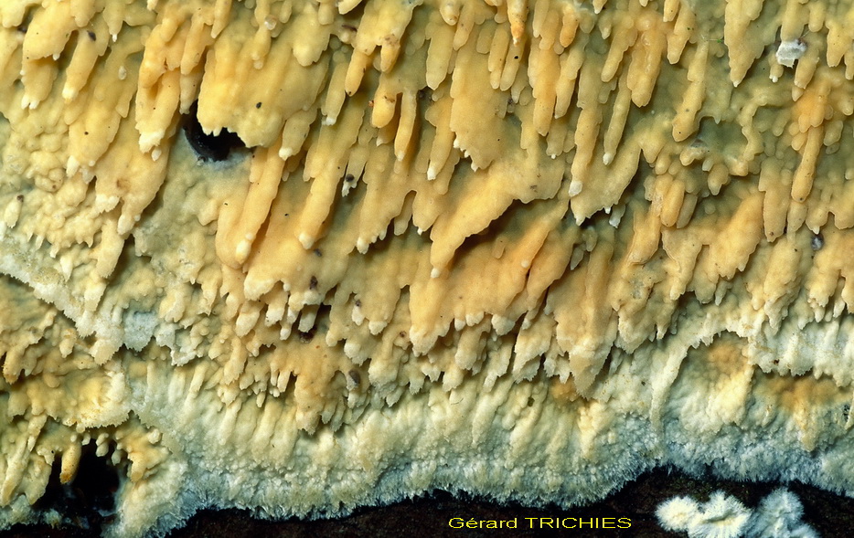 lignicolo da determinare (Hyphoderma radula)